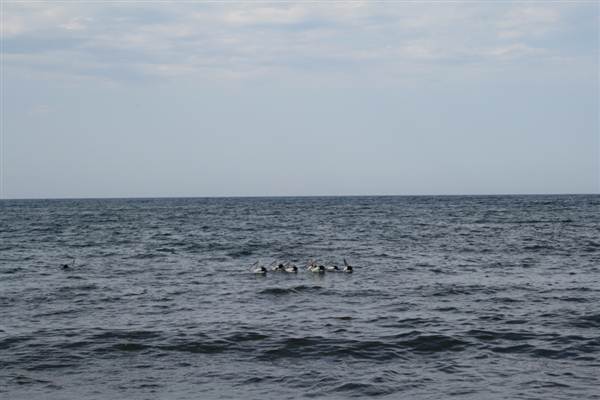 Long Reef Point (7/03/2013 10:25:10 AM)