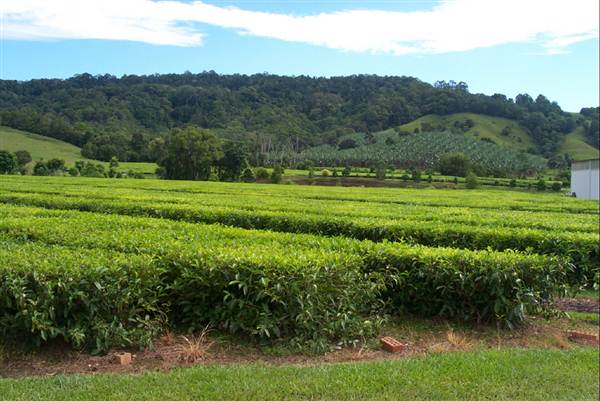 Tea Tree Estate (7/03/2013 12:11:52 PM)