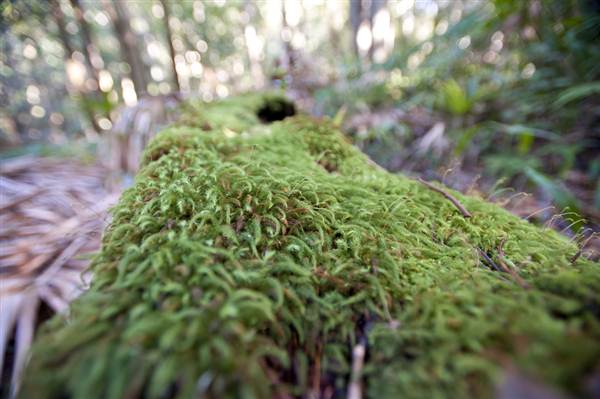 Royal National Park (8/03/2013 1:43:26 PM)
