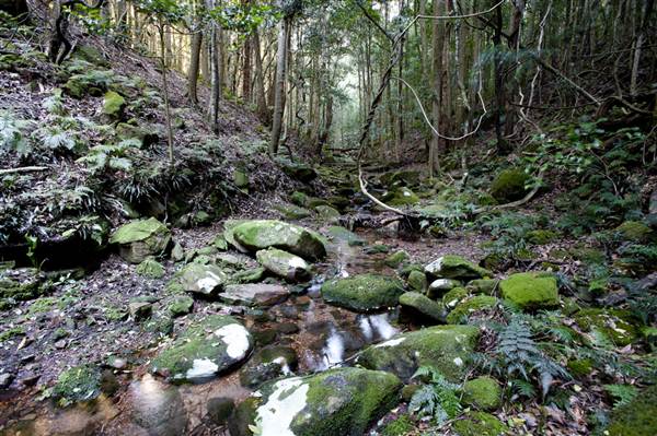 Royal National Park (8/03/2013 1:45:11 PM)