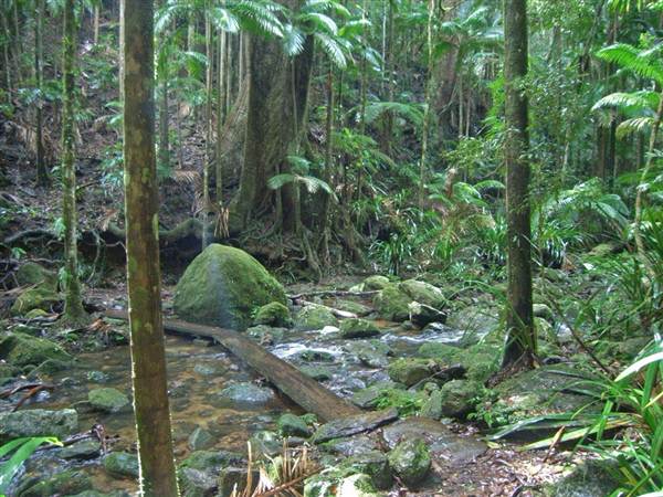 Terania Creek picnic area & Protesters Falls walking track (9/03/2013 1:39:11 AM)