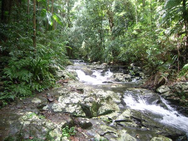 Terania Creek picnic area & Protesters Falls walking track (9/03/2013 1:39:49 AM)