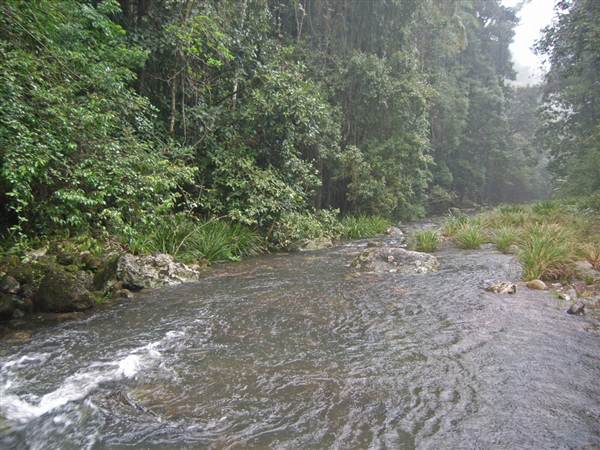 Terania Creek picnic area & Protesters Falls walking track (9/03/2013 1:40:08 AM)
