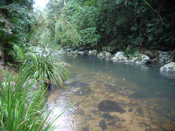 Terania Creek picnic area & Protesters Falls walking track (9/03/2013 1:40:41 AM)