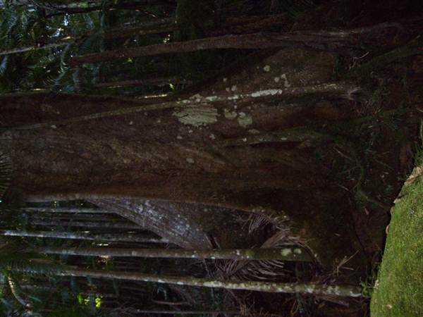 Terania Creek picnic area & Protesters Falls walking track (9/03/2013 1:41:14 AM)