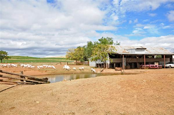 Sheep Station (9/03/2013 3:04:20 AM)