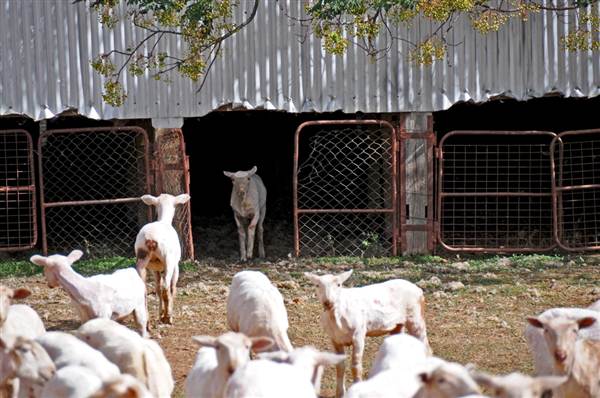 Sheep Station (9/03/2013 3:04:37 AM)