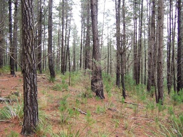 Penrose State Forest - Southern Highlands (9/03/2013 8:04:06 PM)