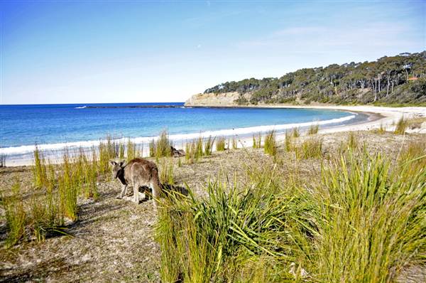 Pebbly Beach (9/03/2013 8:05:19 PM)
