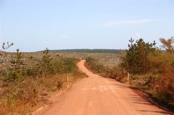 Penrose State Forest - Southern Highlands (9/03/2013 8:07:09 PM)