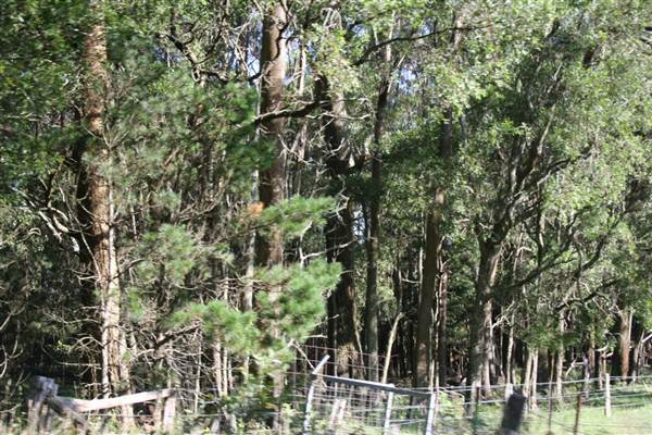 Robertson - Southern Highlands (9/03/2013 8:10:32 PM)
