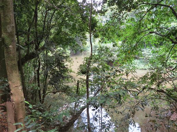 Booyong Flora Reserve (11/04/2013)