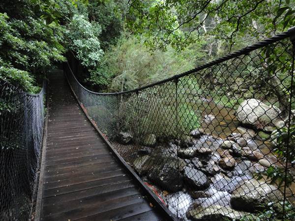Minnamurra Rainforest Walk (28/02/2011 - Credits: Tony Brown/)