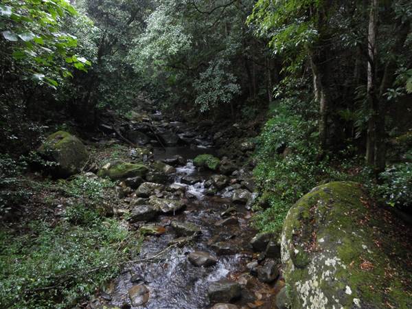 Minnamurra Rainforest Walk (28/02/2011 - Credits: Tony Brown/SISE)