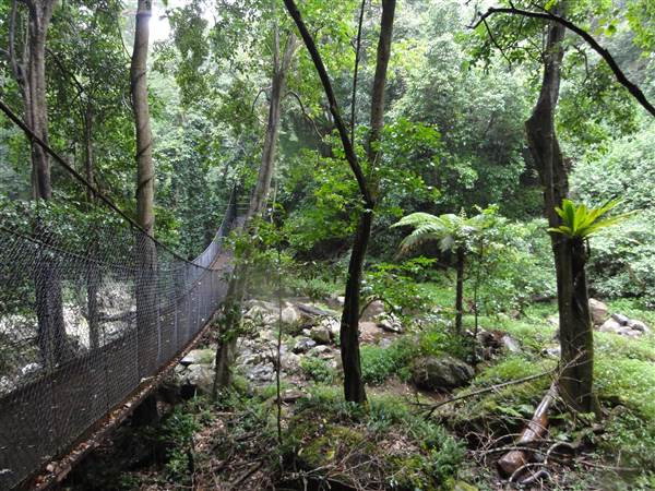 Minnamurra Rainforest Walk (28/02/2011 - Credits: Tony Brown/SISE)