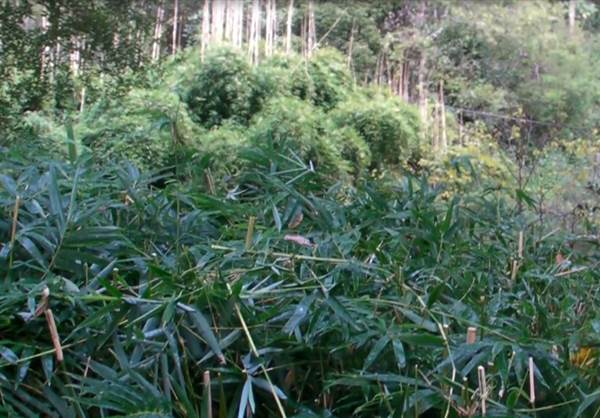 Private Properties - Bamboo, Jungle, Exotic, Forest (26/11/2013)