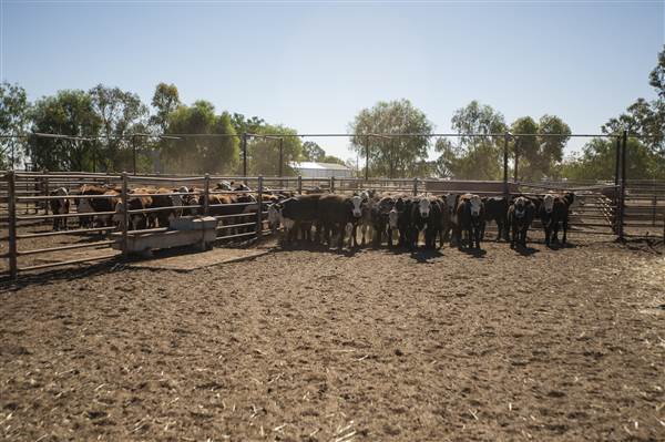 Coonamble (26/11/2013)
