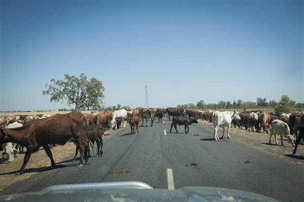 Bourke (11/12/2013)