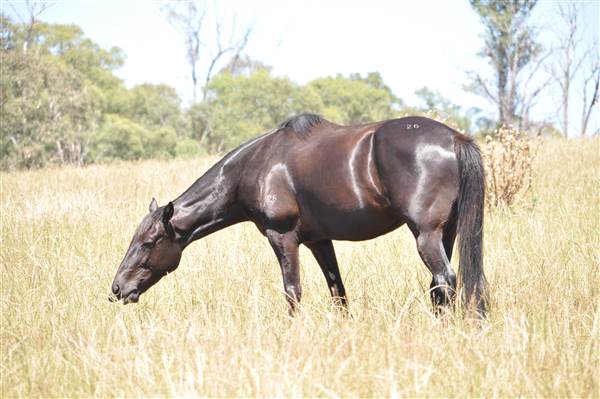 Scenic NSW Equine Centre (25/09/2013)