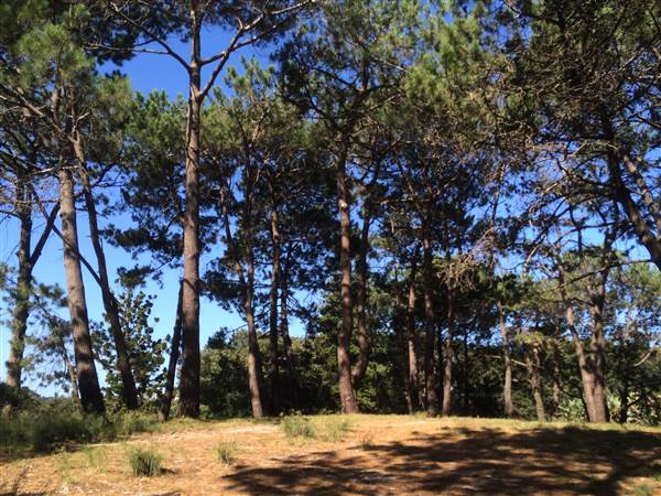Centennial Park (25/06/2014)