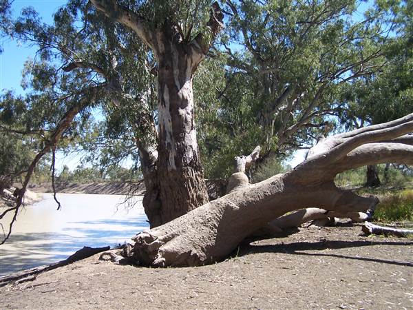 Kinchega National Park (1/11/2013)