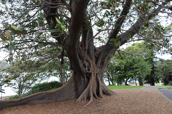 Maiden Theatre - Royal Botanic Garden Sydney (24/10/2014)