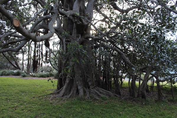 Mrs. Macquarie's Point - Royal Botanic Garden Sydney (24/10/2014)