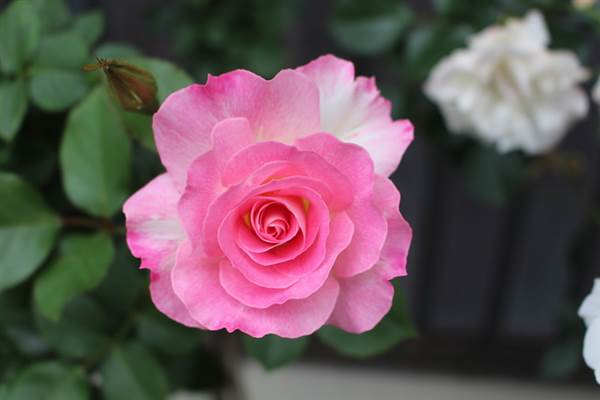 Rose Garden & Pavilion - Royal Botanic Garden Sydney (24/10/2014)