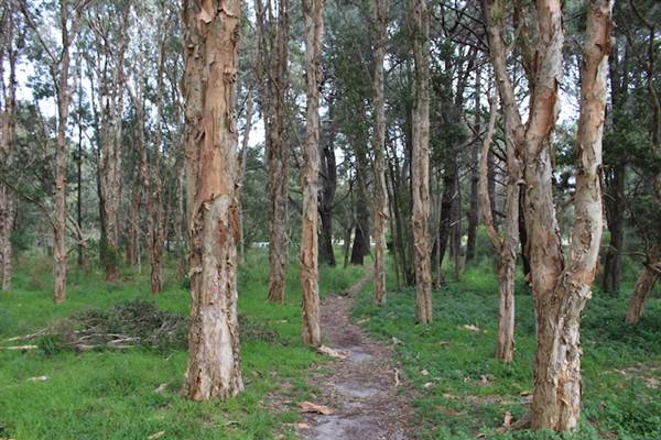 Centennial Park - Ash Paddock (24/10/2014)