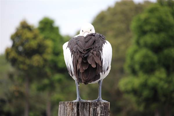 Centennial Park - Duck Pond (24/10/2014)