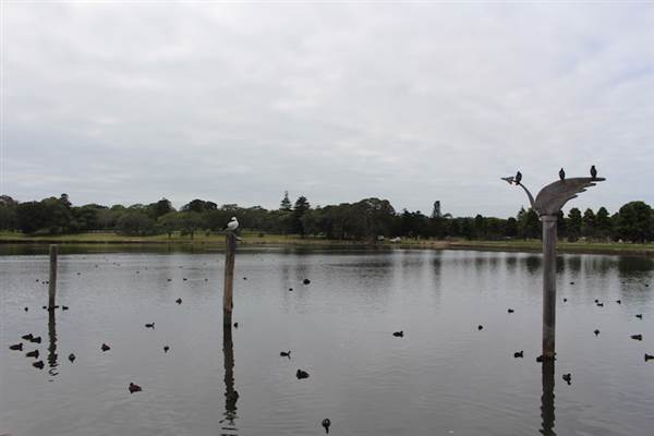 Centennial Park - Duck Pond (24/10/2014)
