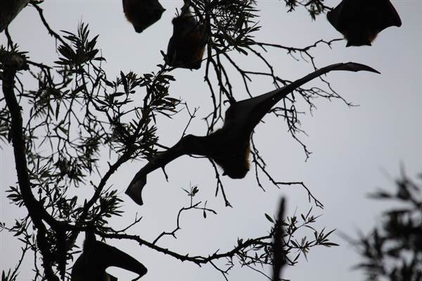 Centennial Park - Lachlan Swamp (24/10/2014)