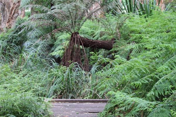 Centennial Park - Lachlan Swamp (24/10/2014)
