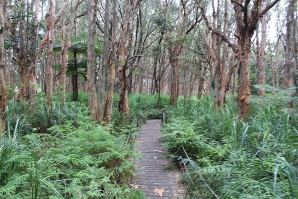 Centennial Park - Lachlan Swamp (24/10/2014)