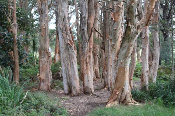 Centennial Park - Lachlan Swamp (24/10/2014)