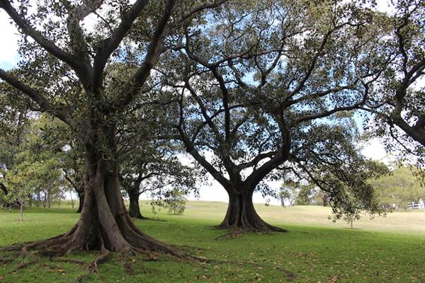 Centennial Park - Mount Steel (24/10/2014)