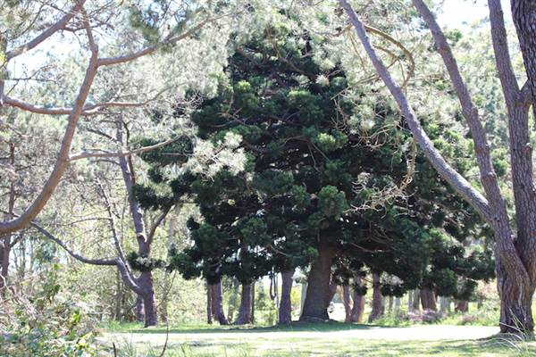 Centennial Park - Sandstone Ridge (24/10/2014)