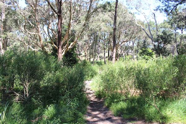 Centennial Park - Sandstone Ridge (24/10/2014)