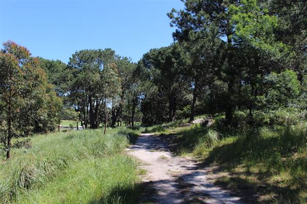Centennial Park - Sandstone Ridge (24/10/2014)