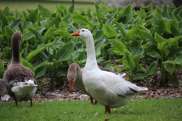 Centennial Park - Frog Hollow (24/10/2014)