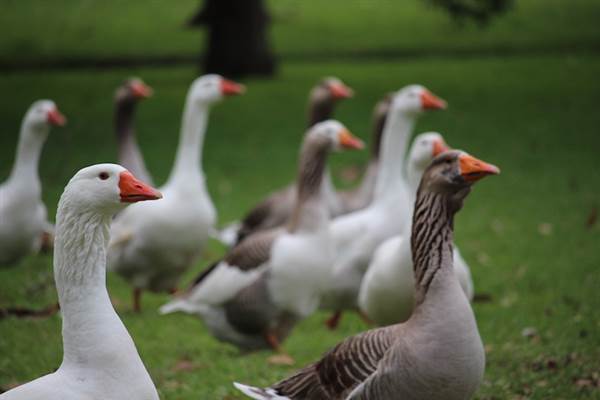 Centennial Park - Frog Hollow (24/10/2014)