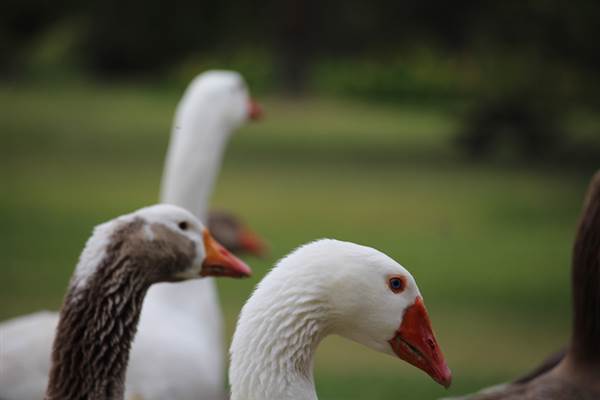 Centennial Park - Frog Hollow (24/10/2014)