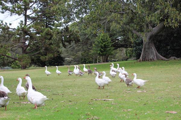 Centennial Park - Frog Hollow (24/10/2014)