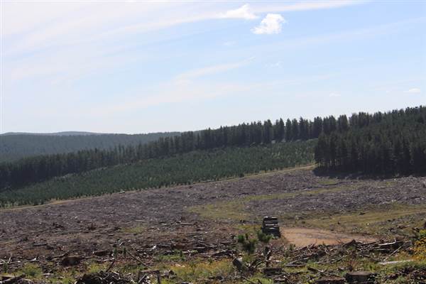 Jenolan State Forest - Logged Area (16/03/2015 - Credits: Jeremy Peek)
