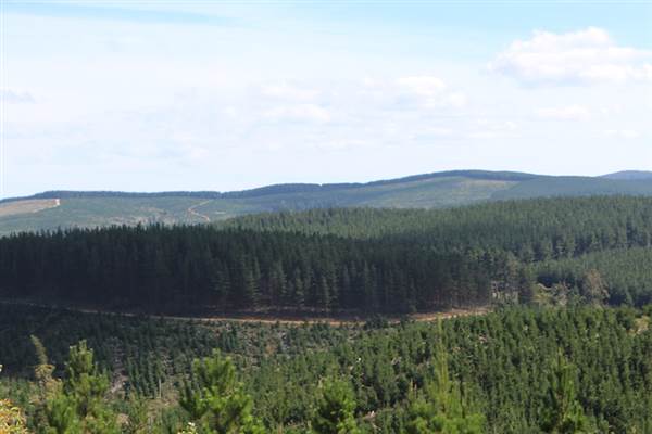 Jenolan State Forest - Logged Area (16/03/2015 - Credits: Jeremy Peek)