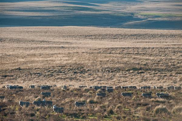 Monaro Plains (20/06/2015 - Credits: Colin McDougall)