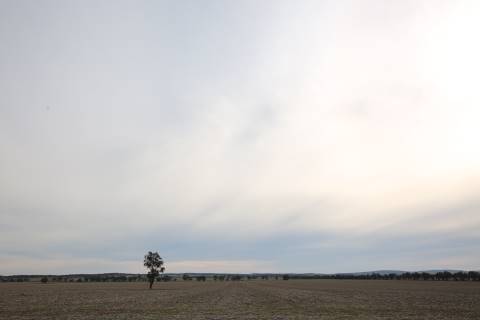 Fields near Ardlethan (27/07/2015)