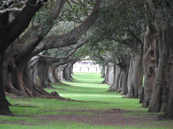 Centennial Park (24/02/2015 - Credits: Phillip Roope)