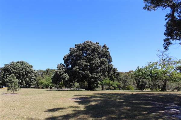 Centennial Park - Loch Ave South (24/10/2014)