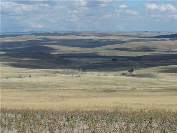 Monaro Plains (1/02/2005 - Credits: Colin McDougall)